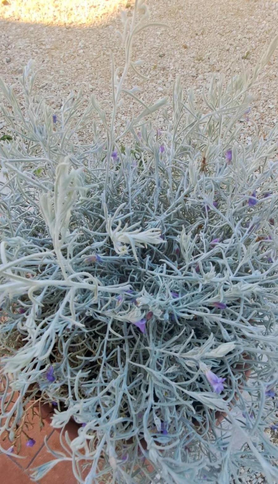 Agriturismo Maremma Amara Saturnia Eksteriør bilde